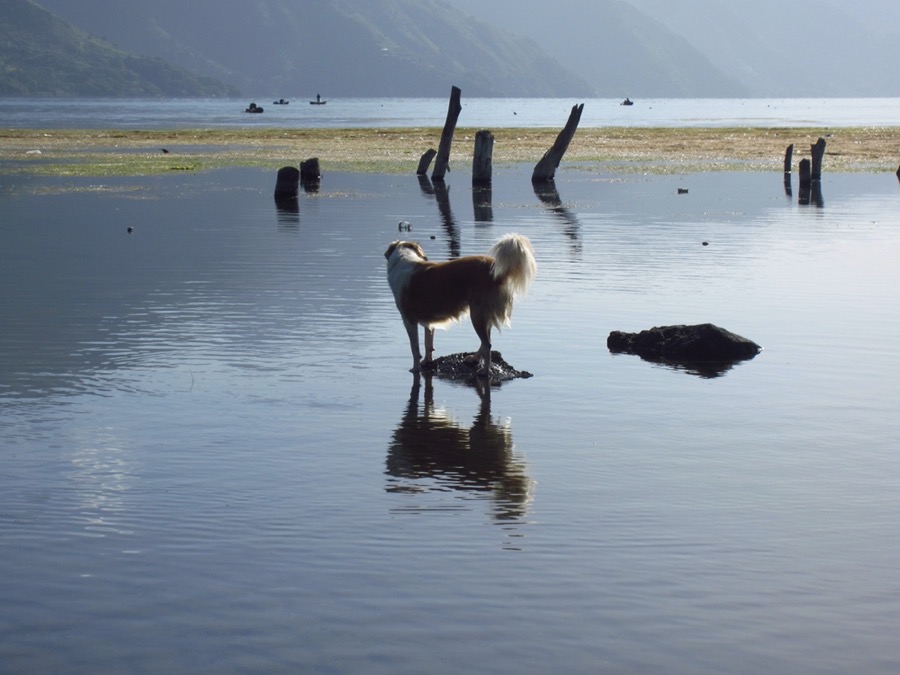 Small boats on the lake and a dog standing on a rock at the shore
