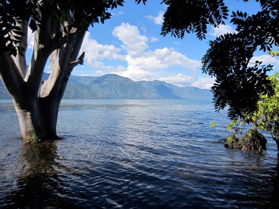 A tree standing in the water at the edge of Lake Atitlán