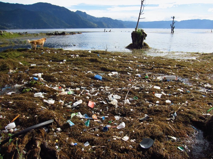 Lakeshore covered with plastic bottles, cups and other trash mixed with plant debris, with a dog at the water's edge